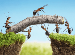 Together Everyone Achieves More